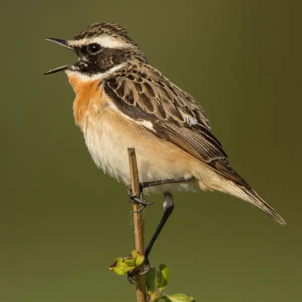 Braunkehlchen