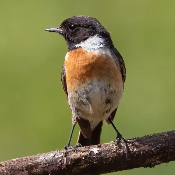 Schwarzkehlchen