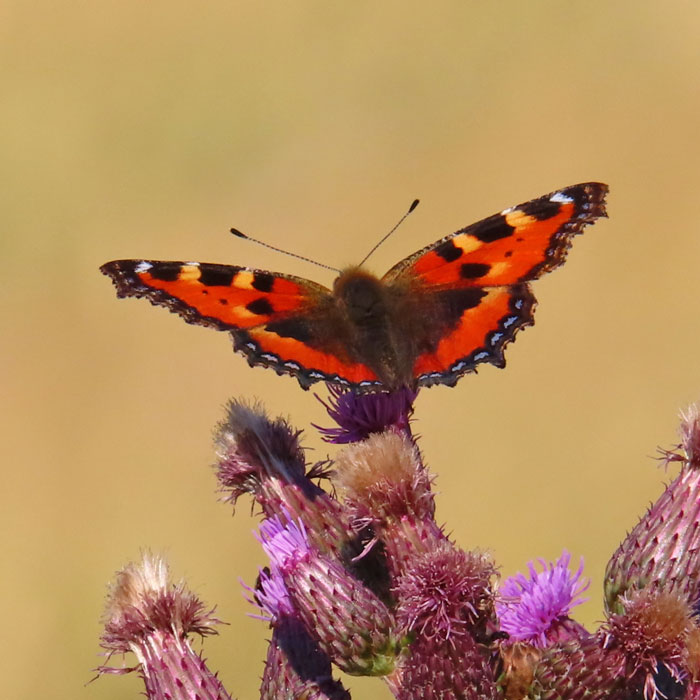 Schmetterling Schmetterling